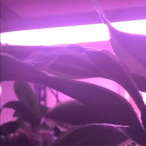 Meet your Posher, Hanifa